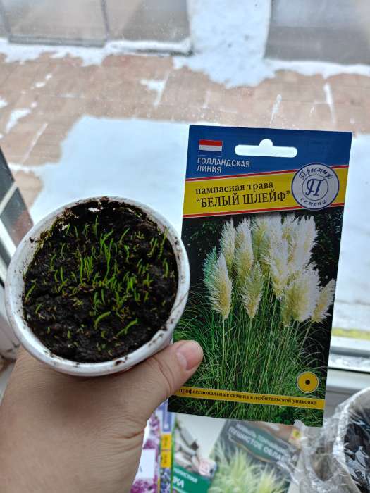 Фотография покупателя товара Семена цветов Пампасная трава «Белый шлейф», «Перстиж семена», 0.1 г - Фото 1