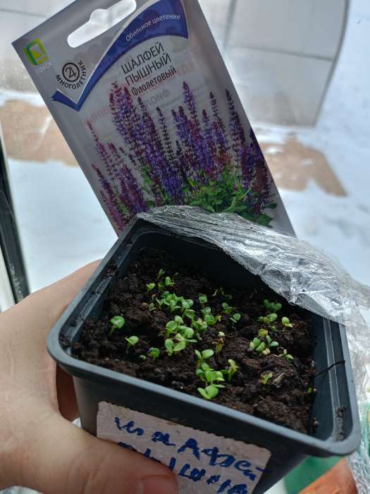 Фотография покупателя товара Семена цветов Шалфей пышный Фиолетовый, 0,1гр - Фото 3