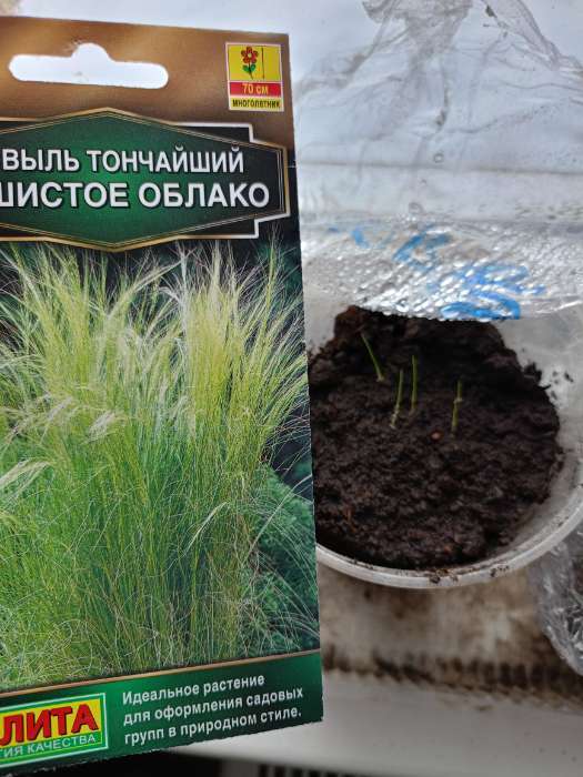 Фотография покупателя товара Семена цветов Ковыль Пушистое облако Мн Золотая серия, Ц/П,5 шт. - Фото 1