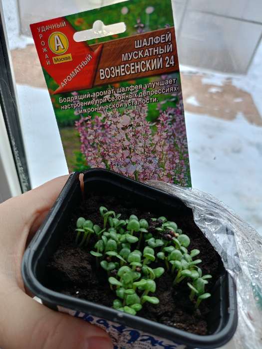 Фотография покупателя товара Семена Шалфей мускатный "Вознесенский 24", 0,2 г - Фото 1