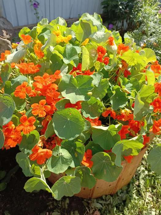 Фотография покупателя товара Семена цветов Настурция «Райские птицы», смесь окрасок, 1 г, однолетник, «Аэлита» - Фото 1