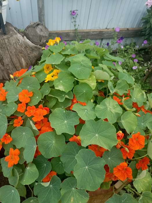 Фотография покупателя товара Семена цветов Настурция «Райские птицы», смесь окрасок, 1 г, однолетник, «Аэлита» - Фото 2