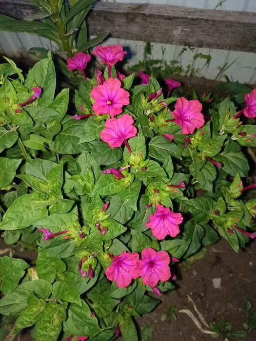 Фотография покупателя товара Семена цветов Мирабилис "Броукен колорс", О, 0,5 г. - Фото 1