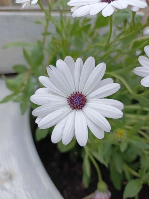 Фотография покупателя товара Семена цветов остеоспермум «Небо и Лёд». 0.1 г - Фото 2