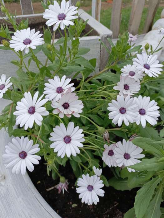 Фотография покупателя товара Семена цветов остеоспермум «Небо и Лёд». 0.1 г - Фото 1