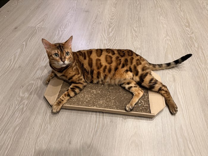 Фотография покупателя товара Когтеточка-лежанка «Пижон», 57×28.5×2.5 см, гофрокартон - Фото 1