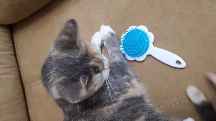 Фотография покупателя товара Расчёска для животных «Кошка» - Фото 3