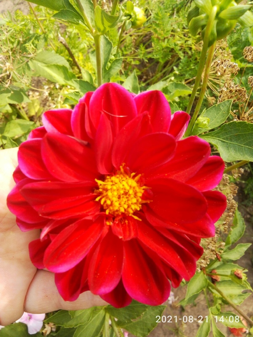 Фотография покупателя товара Семена цветов Георгина Махровая смесь, однолетник, 0,2 гр