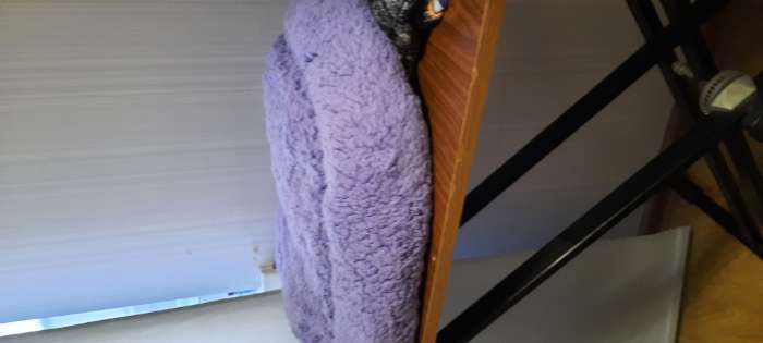 Фотография покупателя товара Лежанка для животных «Уют», 50×42×11 с, мягкий мех, фиолетовая - Фото 38