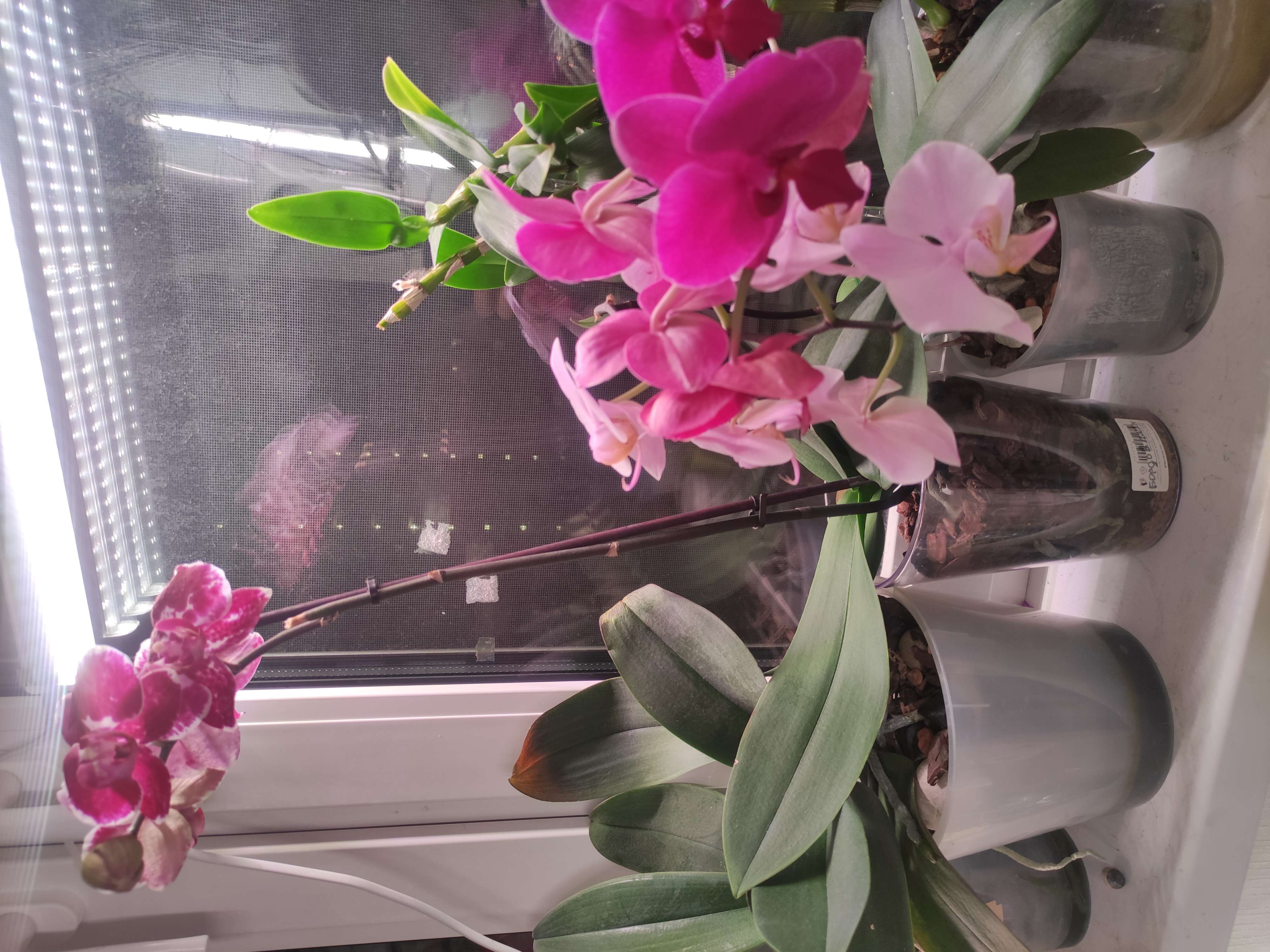 Фотография покупателя товара Кашпо для орхидей «ЛаВанда», 1,2 л, цвет фиолетовый - Фото 1