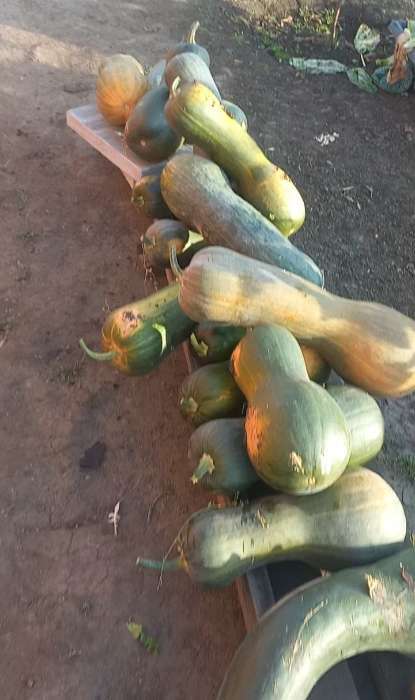 Фотография покупателя товара Семена Тыква мускатная «Прикубанская», 2 г, «АЭЛИТА» - Фото 1