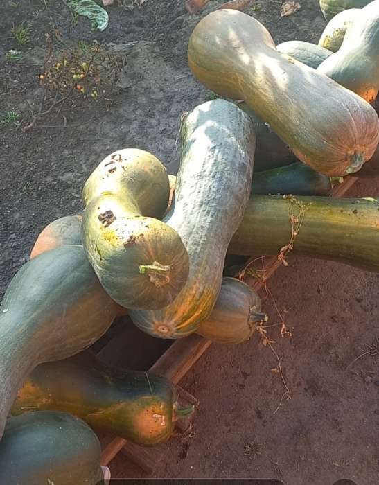 Фотография покупателя товара Семена Тыква мускатная «Прикубанская», 2 г, «АЭЛИТА» - Фото 2