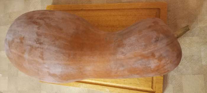 Фотография покупателя товара Семена Тыква мускатная «Прикубанская», 2 г, «АЭЛИТА» - Фото 3