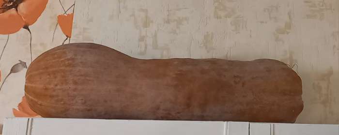 Фотография покупателя товара Семена Тыква мускатная «Прикубанская», 2 г, «АЭЛИТА» - Фото 4