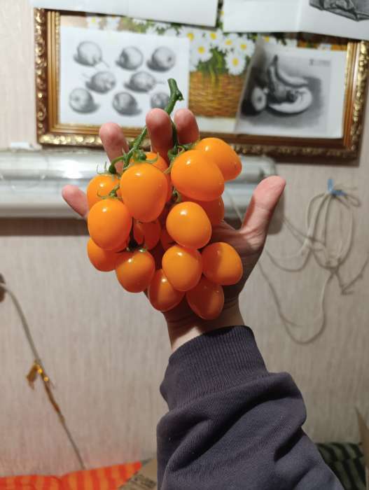 Фотография покупателя товара Муляж «Помидоры на ветке», 3.5×16.5 см, на ветке 16 шт., МИКС - Фото 3