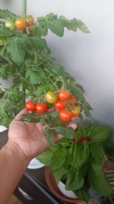 Фотография покупателя товара Семена Томат "Красная шапочка"детерминантный,низкорослый 5 шт - Фото 1