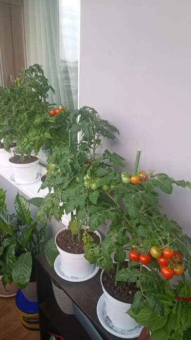 Фотография покупателя товара Семена Томат "Красная шапочка"детерминантный,низкорослый 5 шт - Фото 2