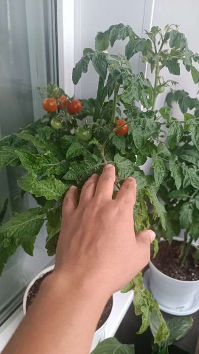 Фотография покупателя товара Семена Томат "Красная шапочка"детерминантный,низкорослый 5 шт - Фото 3