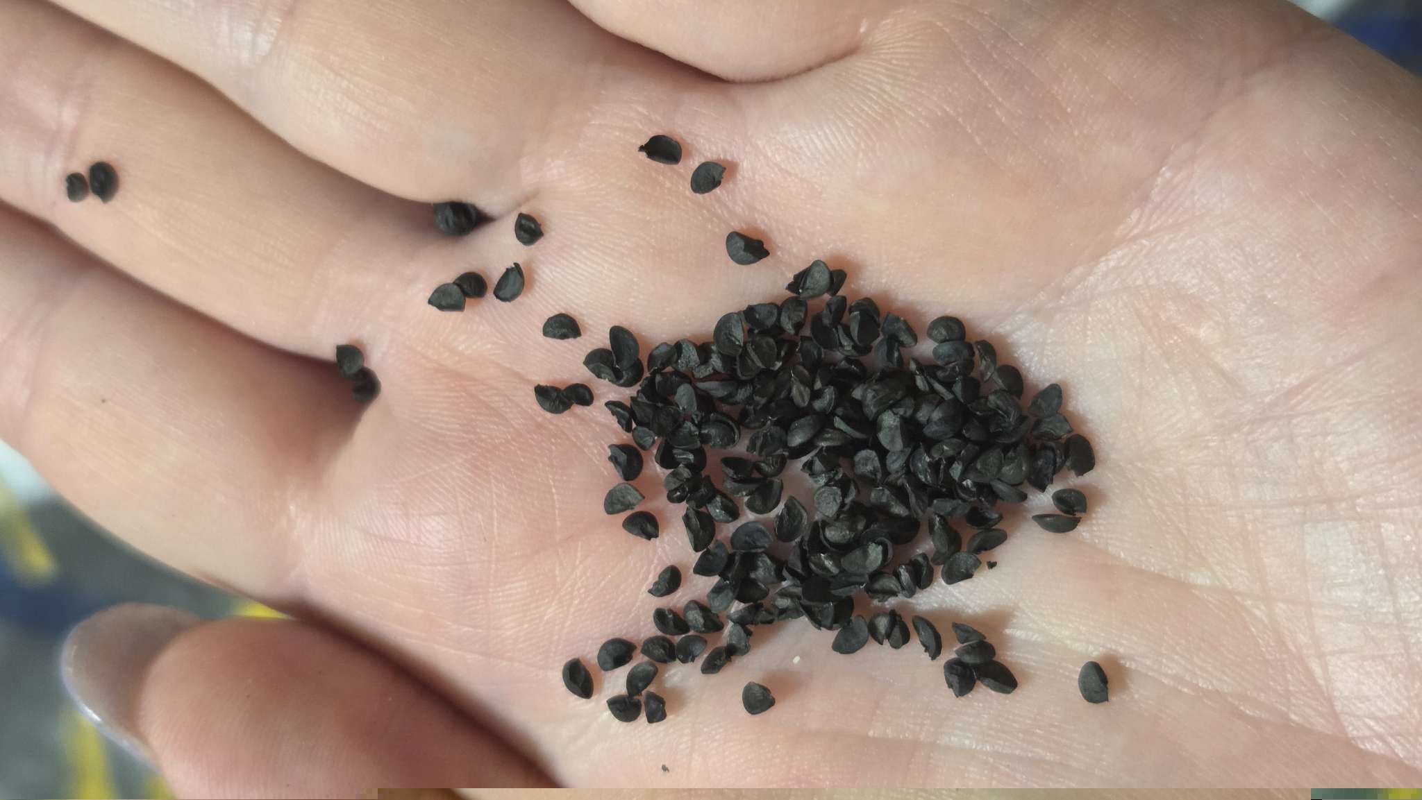 Фотография покупателя товара Семена Лук на зелень «Белое перо», 0.5 г, серия «ХИТ», «Гавриш» - Фото 4