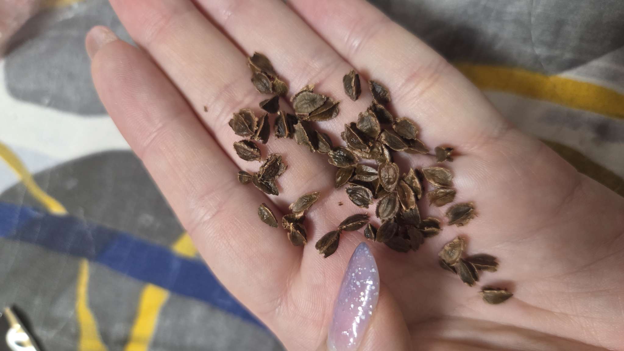 Фотография покупателя товара Семена Ревень "Виктория", 1 г - Фото 5