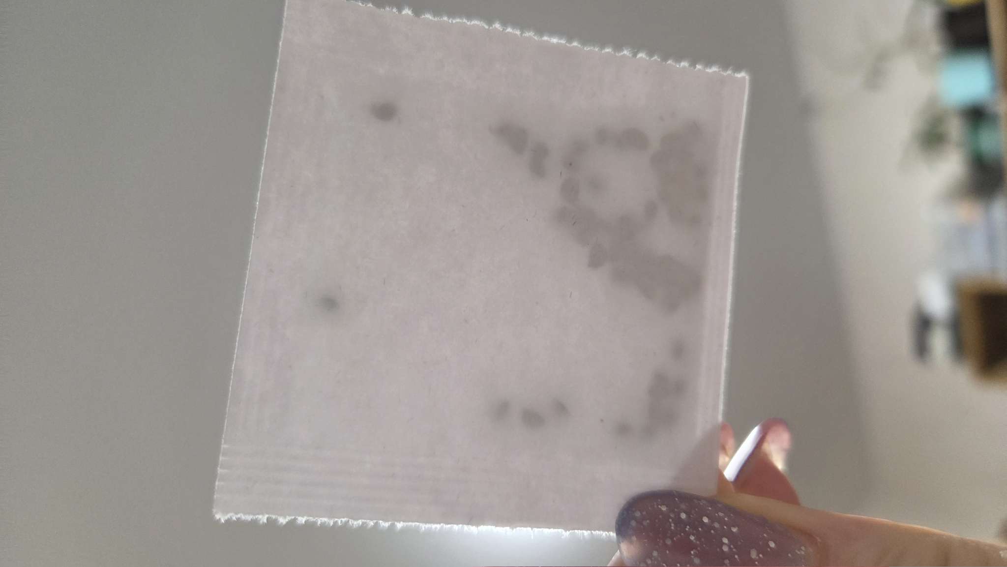 Фотография покупателя товара Семена Лук репчатый «Кармен МС», 0.3 г, «Рецепты дедушки Никиты» - Фото 4