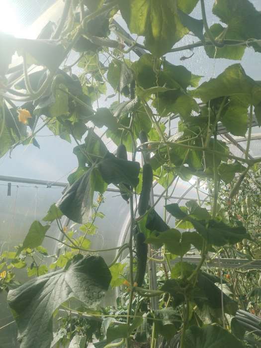 Фотография покупателя товара Семена Огурец «Зозуля», F1, 10 шт., «Аэлита» - Фото 12