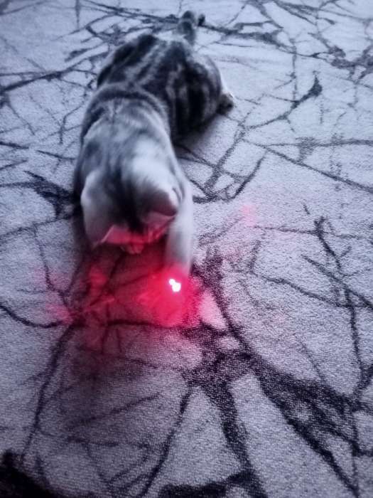 Фотография покупателя товара Лазерная указка «Мастер К», с карабином, 2 LED, 2 режима, 7×1.4 см - Фото 3