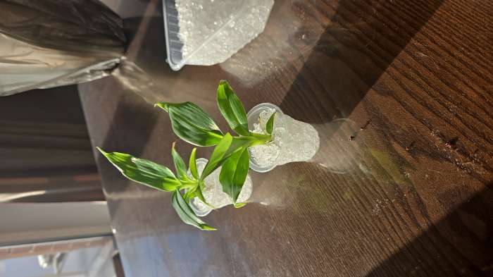 Фотография покупателя товара Гидрогель «Рецепты Дедушки Никиты», гранула, 10 кг - Фото 2