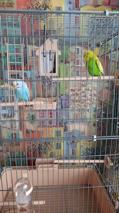 Фотография покупателя товара Клетка для птиц «Пижон», разборная, 42×30×62.7 см, укомплектованная, бирюзовая - Фото 1