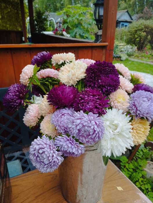 Фотография покупателя товара Семена цветов Астра «Леди Корал лавандовая», однолетняя, 0.05 г, «Гавриш» - Фото 1