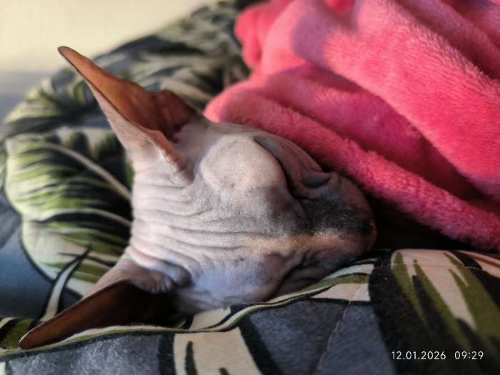 Фотография покупателя товара Сухой корм Monge Cat Speciality Line Monoprotein Adult для кошек, лосось, 1.5 кг - Фото 1