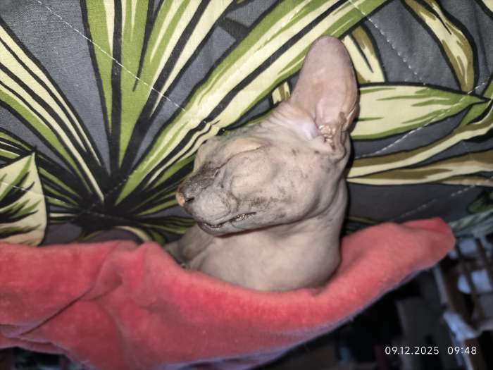 Фотография покупателя товара Сухой корм Monge Cat Speciality Line Monoprotein Adult для кошек, лосось, 1.5 кг - Фото 2