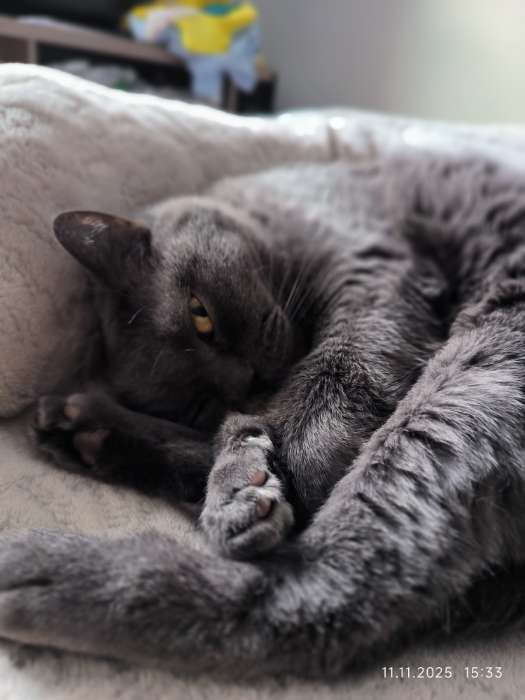 Фотография покупателя товара Сухой корм Monge Cat Speciality Line Monoprotein Adult для кошек, лосось, 1.5 кг - Фото 4