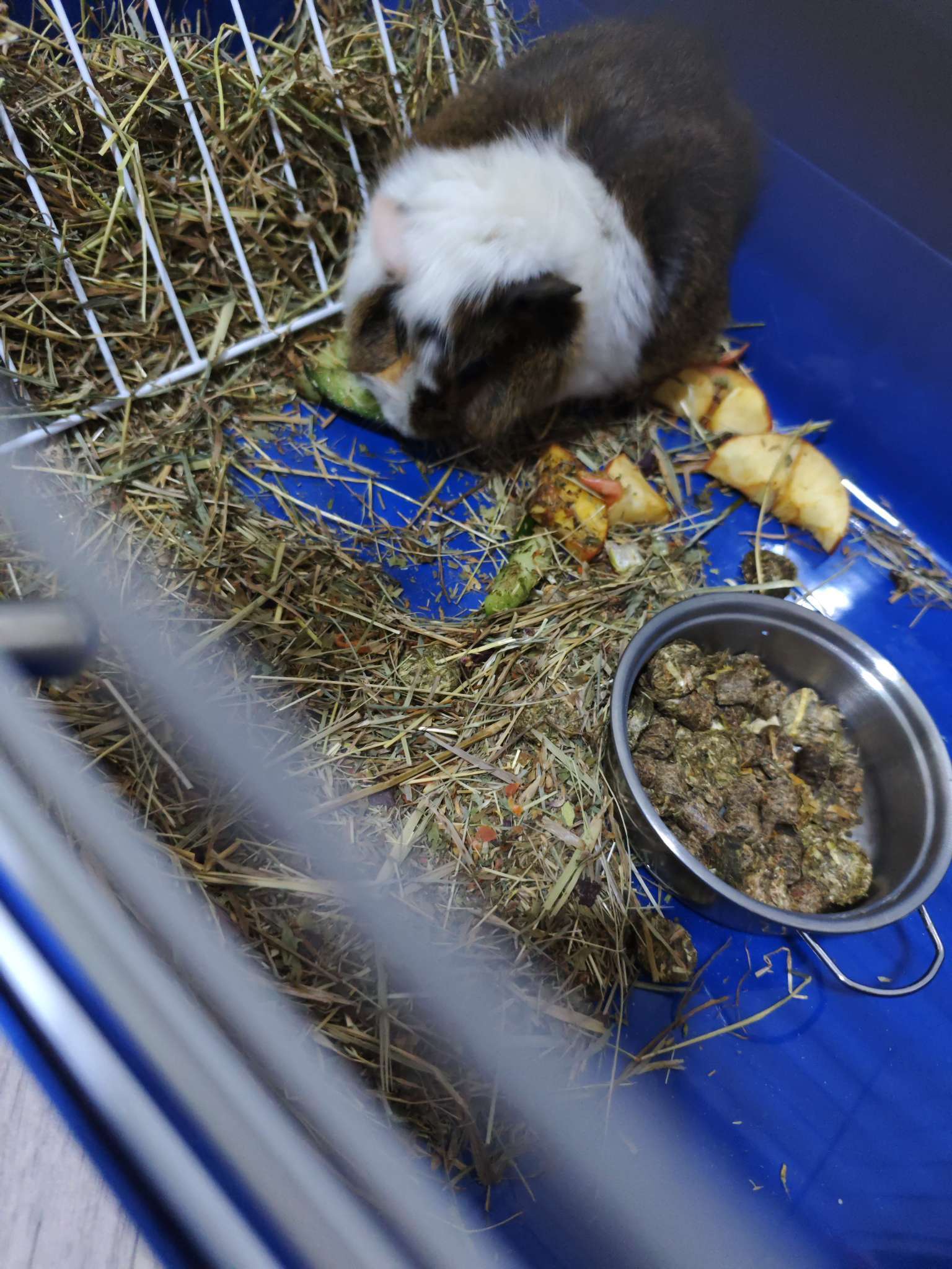 Фотография покупателя товара Клетка для кроликов, 60×36×40 см, усиленная, серая - Фото 1