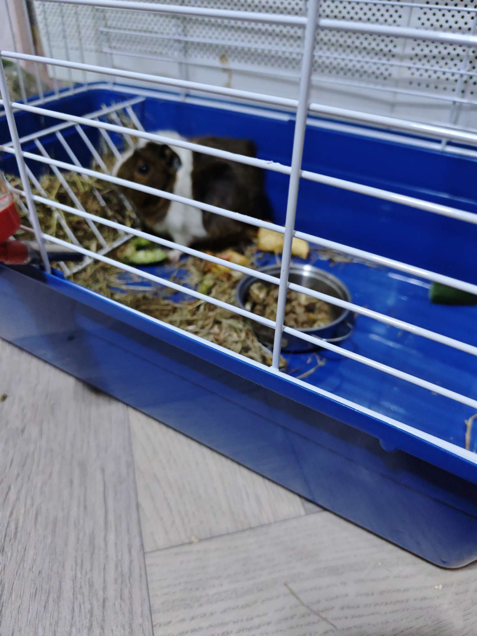 Фотография покупателя товара Клетка для кроликов, 60×36×40 см, усиленная, серая - Фото 2