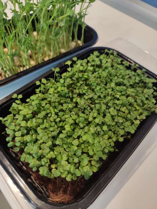 Фотография покупателя товара Семена микрозелень Индау (рукола), 3 г, «Аэлита» - Фото 1