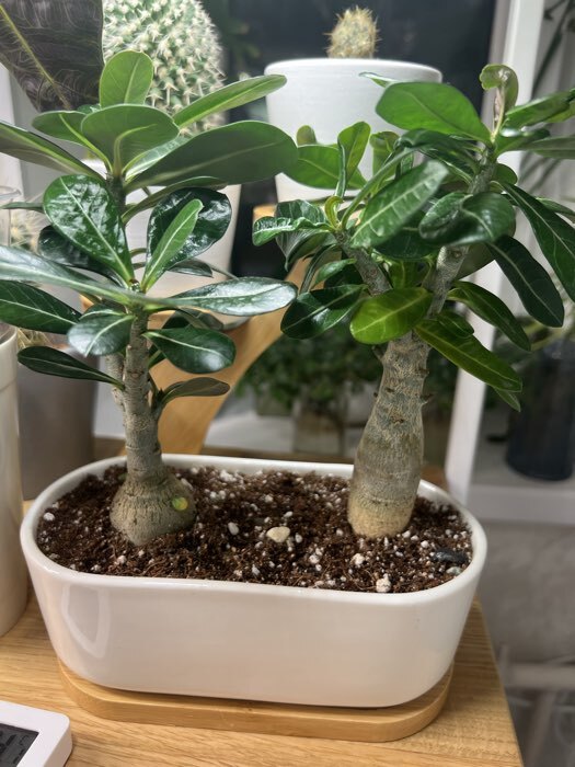 Фотография покупателя товара Горшок для кактусов и суккулентов «Эко бонсай», 500 мл, 17×9×6 см, керамика, с поддоном, белый - Фото 1