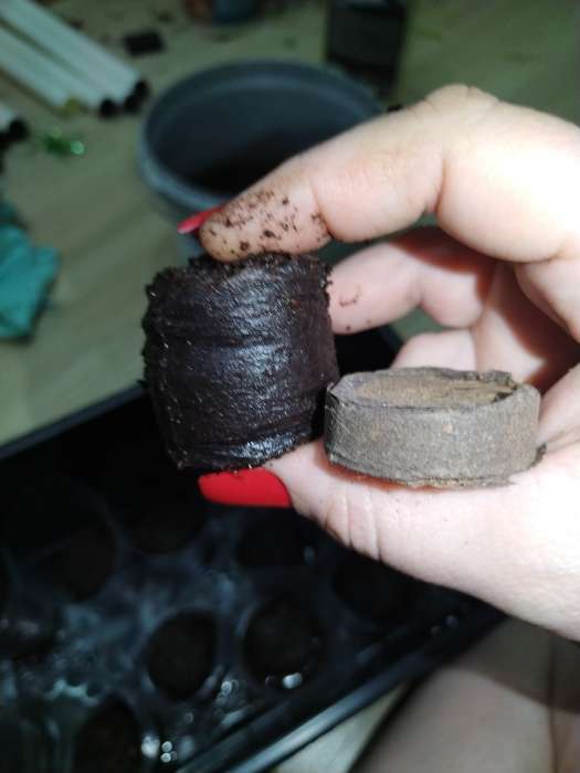 Фотография покупателя товара Таблетки торфяные, для рассады, d=3.6 см, с оболочкой, набор 50 шт. - Фото 2