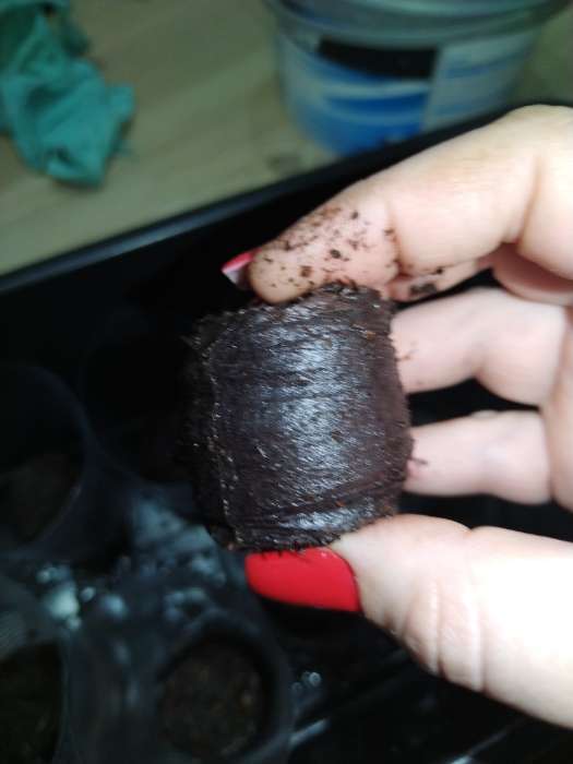 Фотография покупателя товара Таблетки торфяные, для рассады, d=3.6 см, с оболочкой, набор 50 шт. - Фото 3