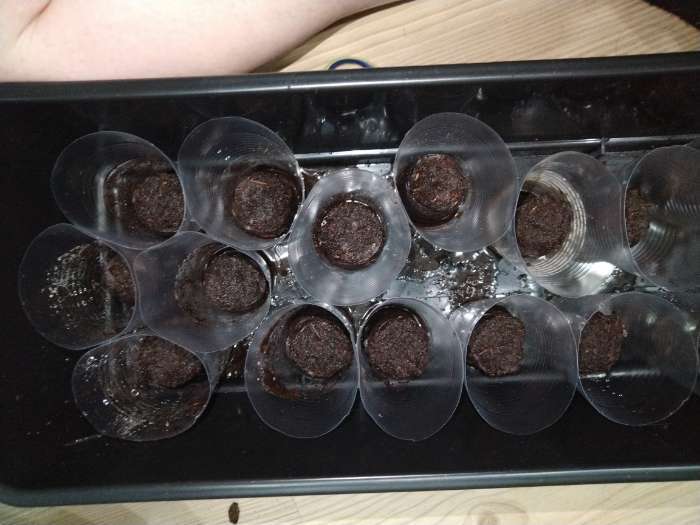 Фотография покупателя товара Таблетки торфяные, для рассады, d=3.6 см, с оболочкой, набор 50 шт. - Фото 4