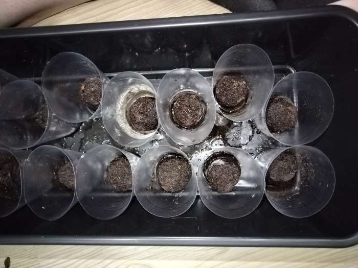 Фотография покупателя товара Таблетки торфяные, для рассады, d=3.6 см, с оболочкой, набор 50 шт. - Фото 1