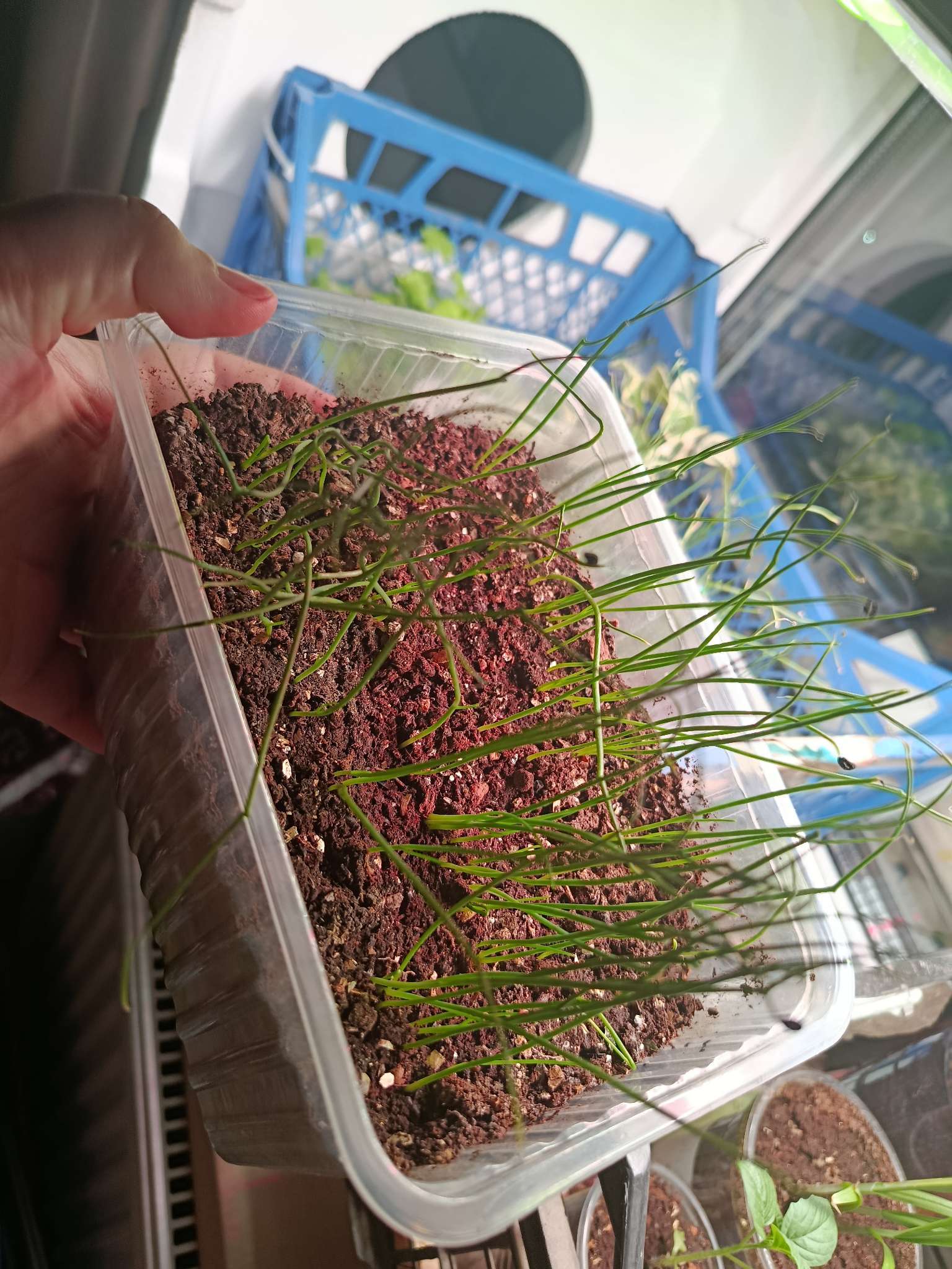 Фотография покупателя товара Семена Лук репчатый Голд стар Дв, Ц/П,1 г - Фото 1