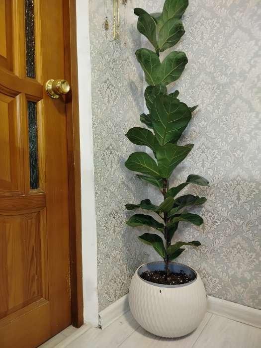 Фотография покупателя товара Кашпо для цветов «Жемчужина», 4 л, d=29 см, h=19.5 см, пластик, со вставкой, бежевое - Фото 3