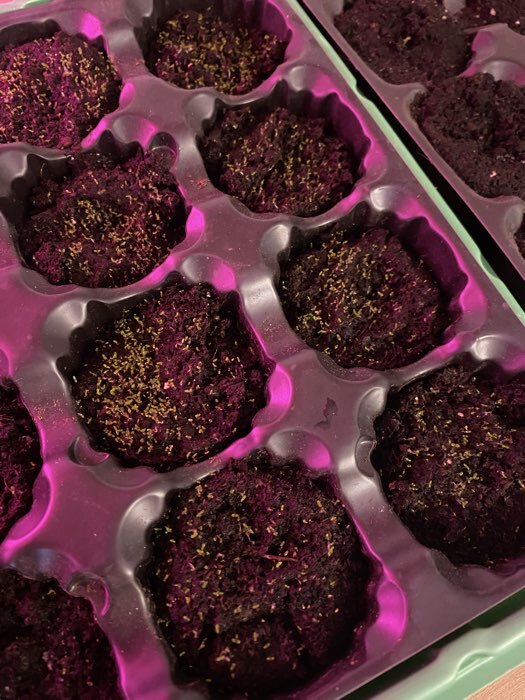 Фотография покупателя товара Семена цветов Лобелия «Сапфир» ампельная, однолетник, 0.05 г, «Аэлита» - Фото 1