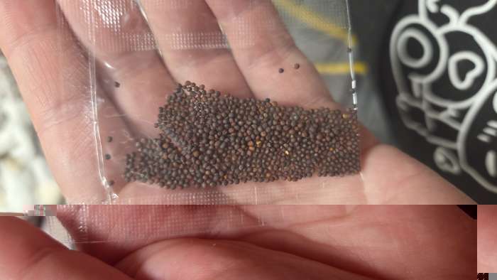 Фотография покупателя товара Семена Репа "Голден Болл" 1 г - Фото 4