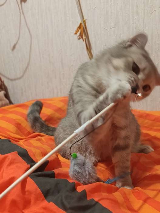 Фотография покупателя товара Дразнилка - удочка «Мышка с колокольчиком и перьями». на деревянной палочке, серая - Фото 1