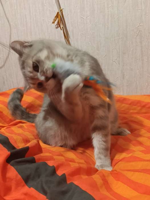 Фотография покупателя товара Дразнилка - удочка «Мышка с колокольчиком и перьями». на деревянной палочке, серая - Фото 2