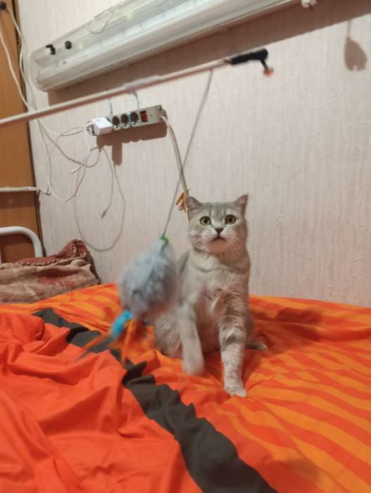 Фотография покупателя товара Дразнилка - удочка «Мышка с колокольчиком и перьями». на деревянной палочке, серая - Фото 3