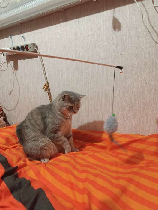 Фотография покупателя товара Дразнилка - удочка «Мышка с колокольчиком и перьями». на деревянной палочке, серая - Фото 4