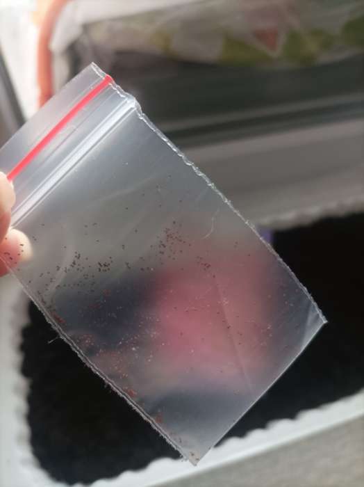 Фотография покупателя товара Семена цветов Лобелия "Хрустальный дворец", ц/п,  0,01 г - Фото 1